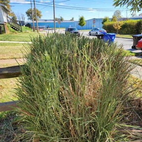 Bush Trimming by 618'S Snappin Out Lawn Care reviewed on May 17, 2025