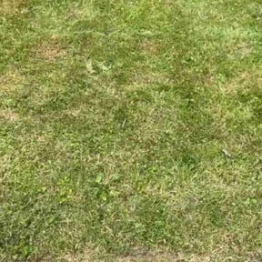 Bush Trimming by Legacy Lawn care reviewed on August 18, 2025