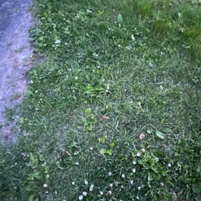 Leaf Removal by Lush Lawns reviewed on May 29, 2026