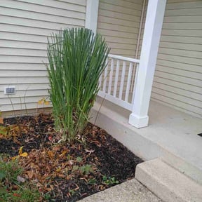 Bush Trimming by Dinos Lawn Service reviewed on November 21, 2025