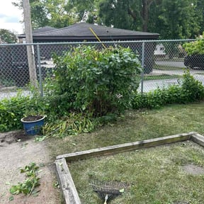 Bush Trimming by Little service&#039;s LLC reviewed on November 22, 2025