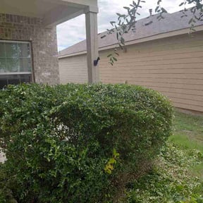 Bush Trimming by Jasmines Lawn and More reviewed on June 5, 2026