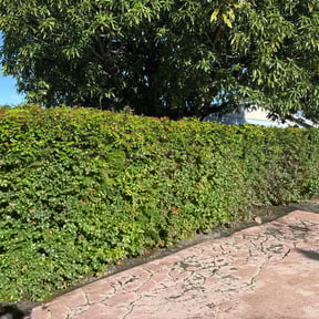 Bush Trimming by NovaScape Solutions LLC reviewed on November 20, 2025