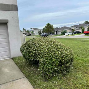 Bush Trimming by All Seasons Landscape &amp; Hauling reviewed on December 7, 2025