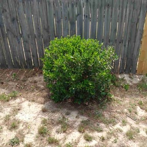 Bush Trimming by truckster mowing reviewed on August 20, 2025