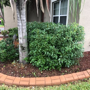 Bush Trimming by HM's Superior Landscape & Design reviewed on August 16, 2025