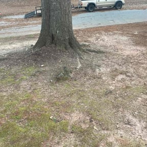 Leaf Removal by Hurricane effects reviewed on July 16, 2026