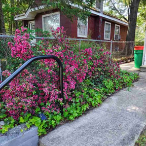 Flower Bed Weeding by TruGreen LawnCare reviewed on May 20, 2026