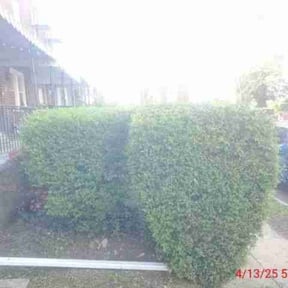 Bush Trimming by L&P.inc reviewed on August 19, 2025