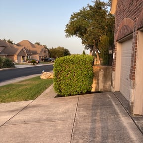 Bush Trimming by Milos lawncare and landscaping reviewed on August 16, 2025