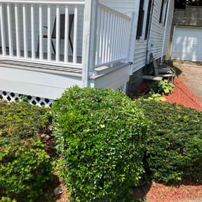 Bush Trimming by Southern Sunscapes reviewed on November 24, 2025