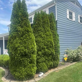 Bush Trimming by Gavin LLC reviewed on November 9, 2025