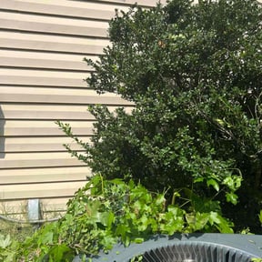 Bush Trimming by Keith Dalke reviewed on August 17, 2025