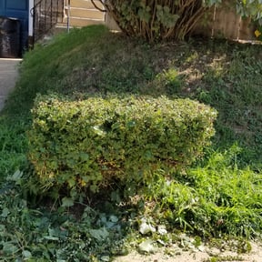 Bush Trimming by Steve's quality lawn care reviewed on August 21, 2025