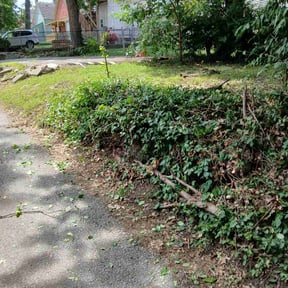 Bush Trimming by Aquino’s Landscape reviewed on November 9, 2025