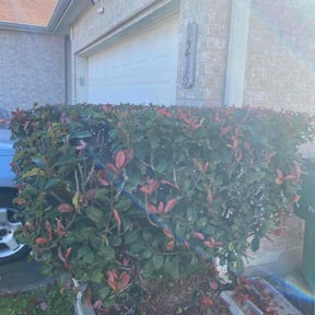 Bush Trimming by Burke's lawn care reviewed on August 14, 2025