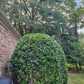 Bush Trimming by Just Cuts Lawn Care reviewed on November 21, 2025