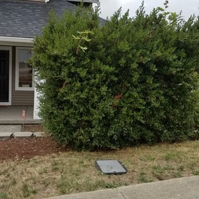 Bush Trimming by GET Tax Service reviewed on April 29, 2024