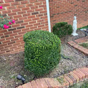 Bush Trimming by Champion Lawn Services reviewed on November 21, 2025