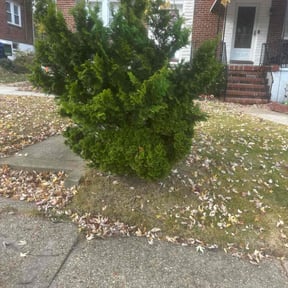 Bush Trimming by O&#039;Shields Parks Mowing and Cleaning reviewed on November 19, 2025