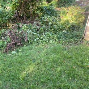 Bush Trimming by Chris’s Lawn Service reviewed on August 15, 2025