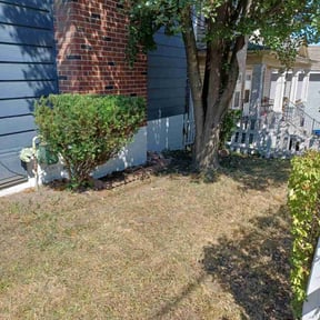 Bush Trimming by Itz Lawn service reviewed on August 15, 2025