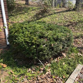 Bush Trimming by Azuloutdoorservices@gmail.com reviewed on April 11, 2026