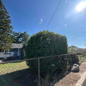 Bush Trimming by Back Creek Property Services reviewed on June 25, 2026