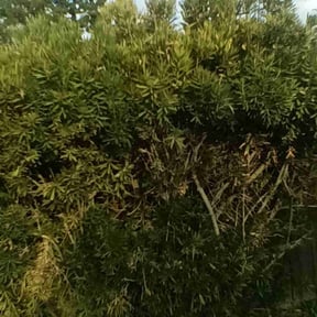 Bush Trimming by First Choice Landscaping of St Augustine reviewed on October 7, 2023