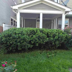 Bush Trimming by Kimball’s Lawns reviewed on August 19, 2026