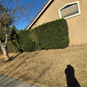 Bush Trimming by Rodriguez Gardening reviewed on December 21, 2025