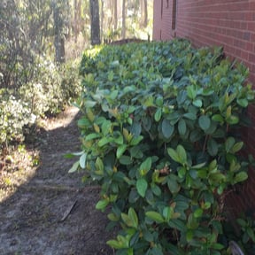 Bush Trimming by The Lawnfirm LLC reviewed on August 18, 2025