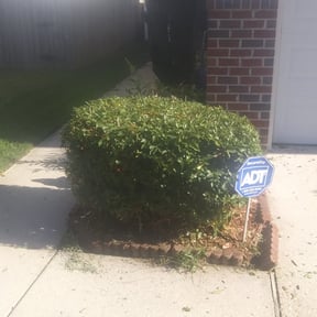 Bush Trimming by Greeley Greenscapes reviewed on August 16, 2025