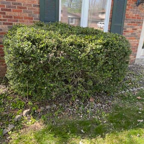 Bush Trimming by K&amp;k lawn service reviewed on April 14, 2026