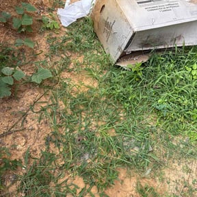 Leaf Removal by Outdoor Delight Landscaping reviewed on September 19, 2025