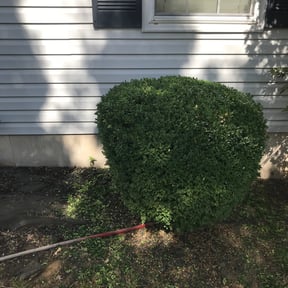 Bush Trimming by Requena Lawncare reviewed on August 20, 2025