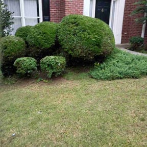 Bush Trimming by The Queens lawn care reviewed on June 26, 2026