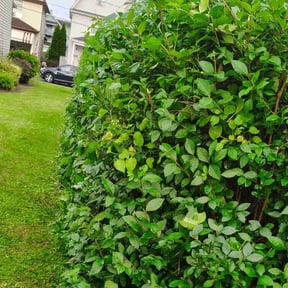 Bush Trimming by Julian's Lawn Care Service reviewed on August 19, 2025