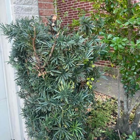 Bush Trimming by A+Plus Maintenance reviewed on October 22, 2025