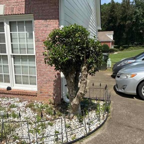 Bush Trimming by Luisito Landscape reviewed on August 23, 2026