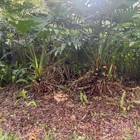Bush Trimming by Sunnyside of Hillsborough reviewed on August 18, 2025