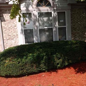 Bush Trimming by R and R lawn care reviewed on August 14, 2025