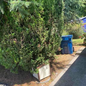 Bush Trimming by Arn's Lawn Maintenance reviewed on June 24, 2026
