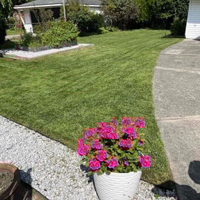 grass maintenance by Quality Cuts reviewed on August 25, 2024