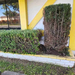 Bush Trimming by Colon Landscaping reviewed on August 9, 2021