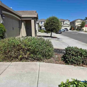 Bush Trimming by Boyd's sustainable greens reviewed on June 14, 2026