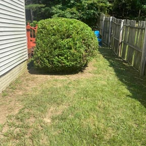 Bush Trimming by Grateful Green Lawn Care reviewed on August 15, 2025