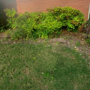 Bush Trimming by J&M Landscaping reviewed on August 15, 2025
