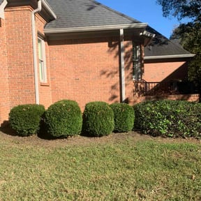 Bush Trimming by Individual reviewed on October 22, 2025