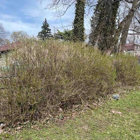Bush Trimming by Bryant Lawn Maintenance &amp; Pressure Washing reviewed on April 15, 2026